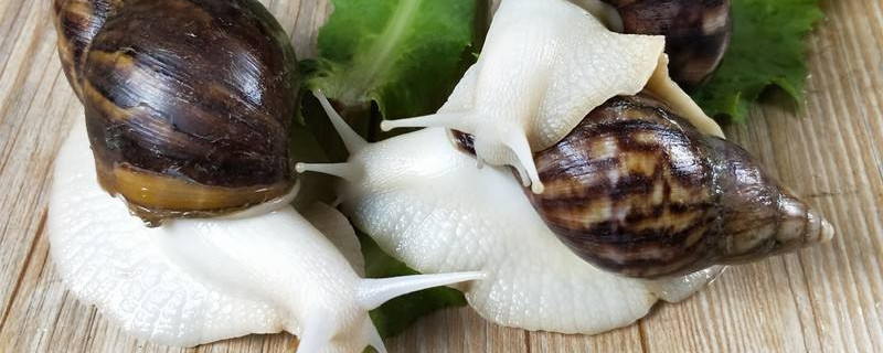 白玉蜗牛能不能养