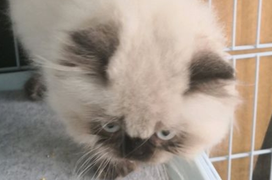纯种喜马拉雅猫价格，喜马拉雅猫幼崽多少钱一只
