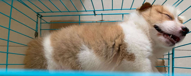 狗狗睡觉时候抖动抽搐