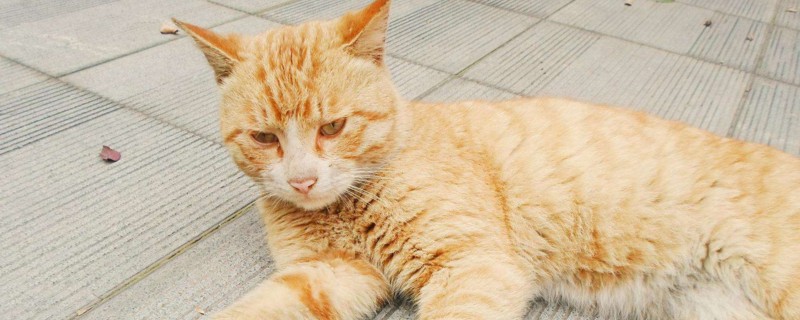 猫咪嗜睡是怎么回事