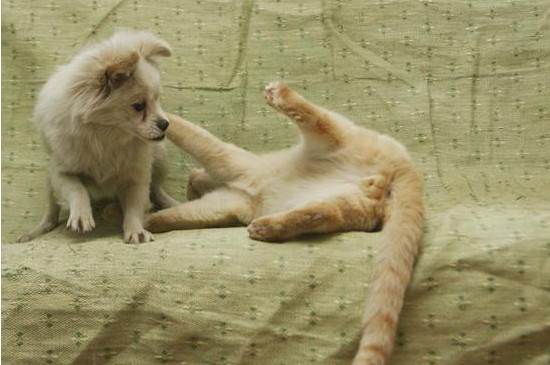 猫和狗能一起养吗