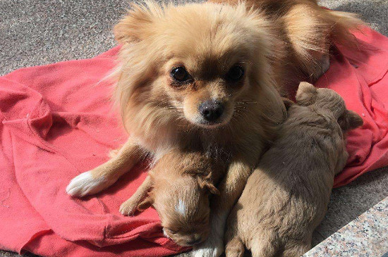 幼犬会感染狂犬病吗