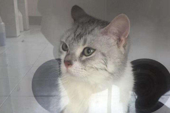 猫传腹临死症状