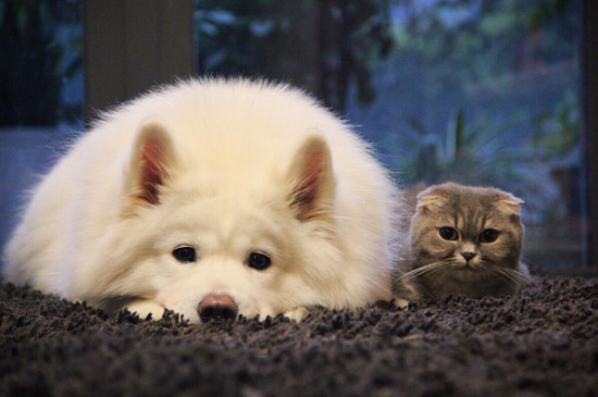 猫粮和狗粮能互相吃吗