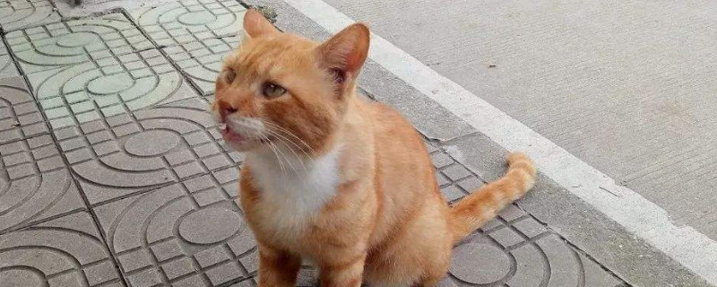 猫咪吸多了猫薄荷有害吗