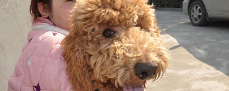 巨贵犬是怎么来的