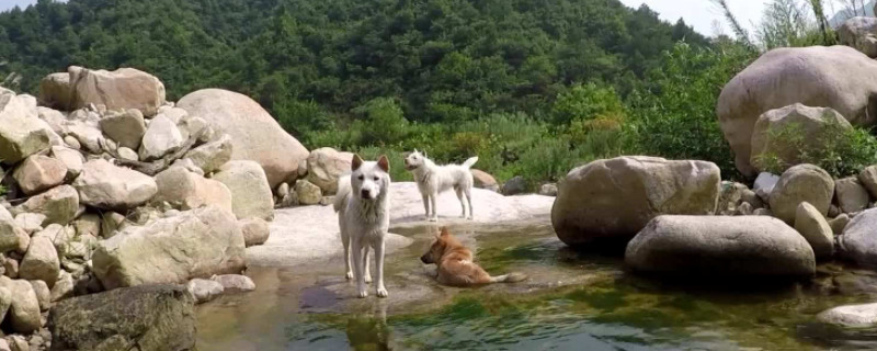 下司犬怎么看品相