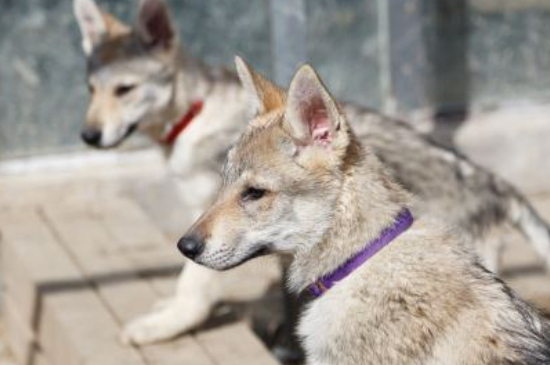 捷克狼犬可以在城市养吗