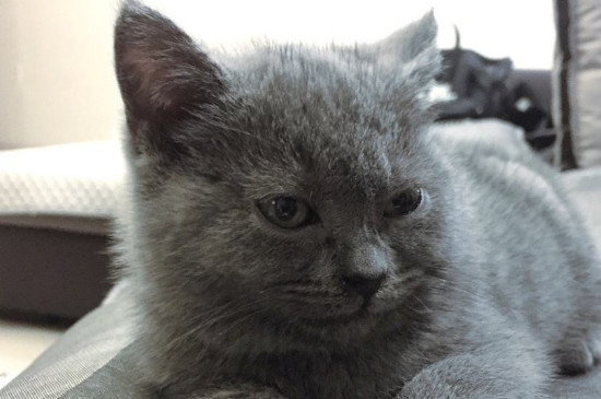 女人养猫的好处和坏处，女人养猫为什么不好