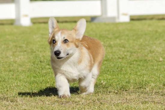 柯基犬容易跟别人跑吗