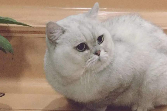 怎么看母猫有没有怀孕