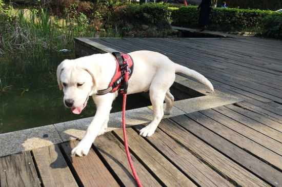 拉布拉多犬多少钱一只，拉布拉多犬幼崽价格多少