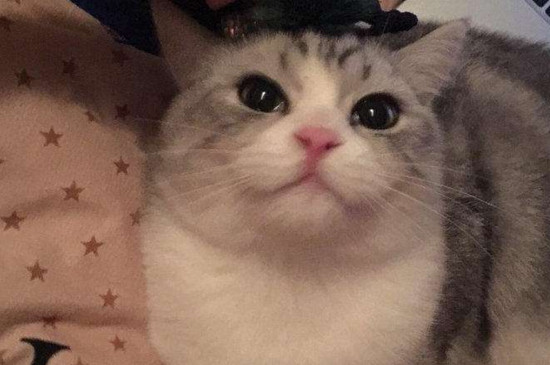 猫粘人是什么征兆