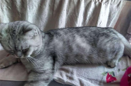猫咪想上厕所的前兆