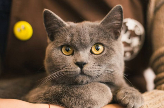 英国短毛猫什么颜色好，英短哪个颜色最贵