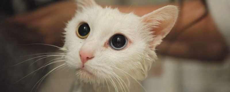 猫能吃什么人吃的东西