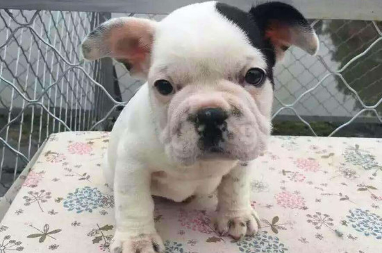 斗牛犬一天喂多少