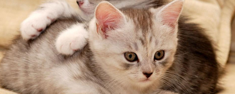 小奶猫多大开始认主人
