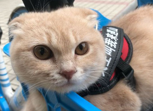 第一次配猫注意事项