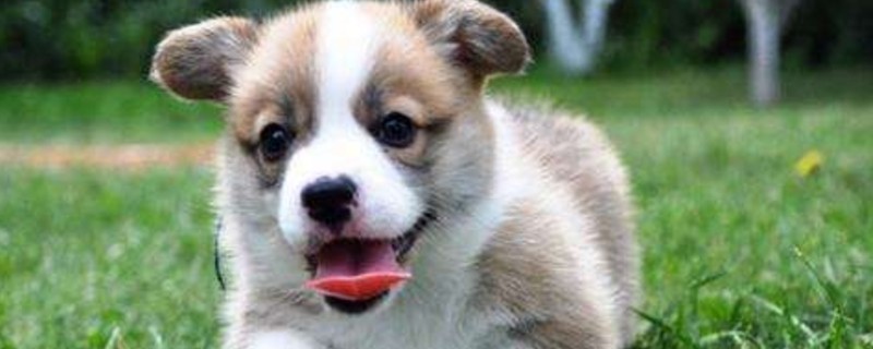 柯基幼犬要注意什么