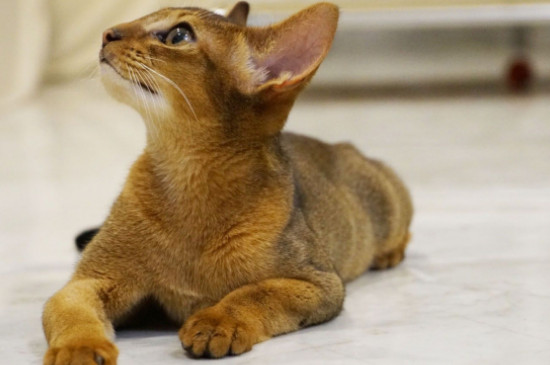猫的胡须被剪掉会怎样