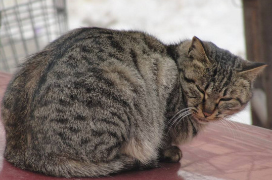 两个月小猫一天喂几次