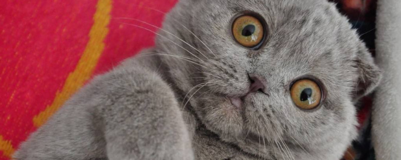 猫咪晚上一直叫怎么办