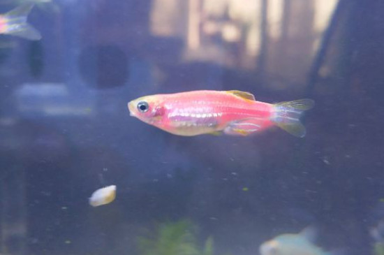 斑马鱼怎么养