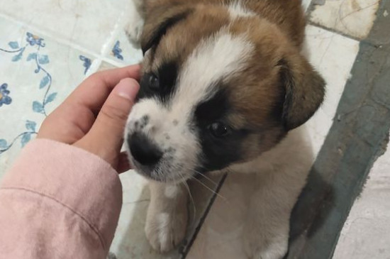 狗狗能喝牛奶吗