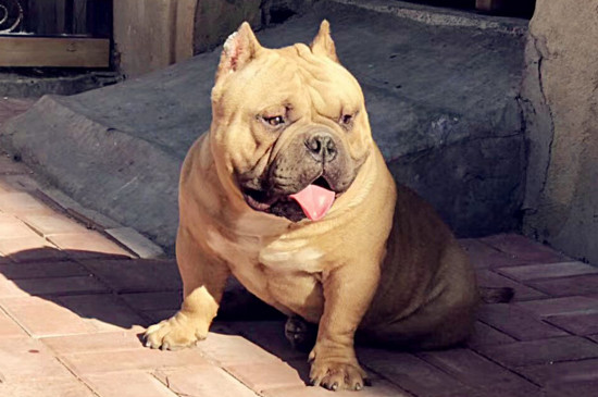 如何挑选恶霸犬幼犬