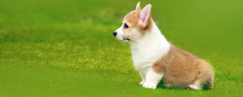 柯基犬不断尾巴可以吗
