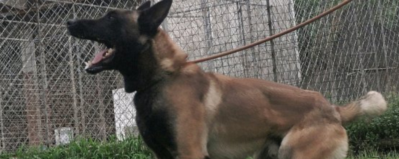 马犬靠什么分别主人