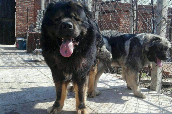 高加索犬适合什么人养