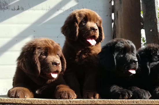 纽芬兰犬优缺点