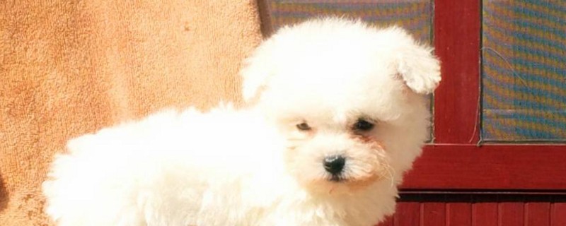 比熊犬好养吗