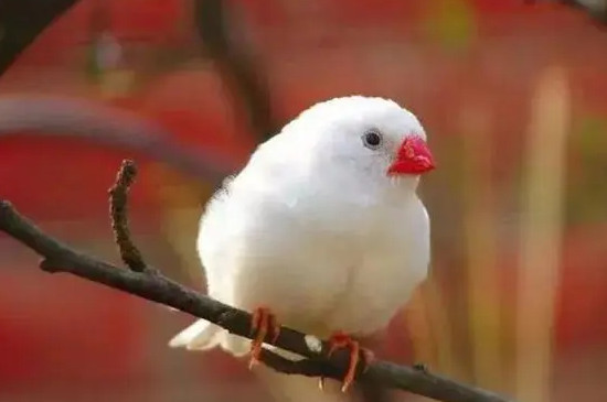 珍珠鸟多久认主人