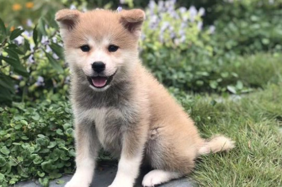 主人把柴犬打怕了怎么办
