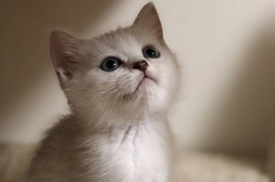 英短猫什么时候成年