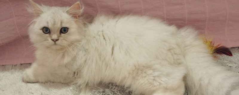 猫咪真菌感染怎么办
