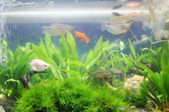 鱼缸水锈怎样清除