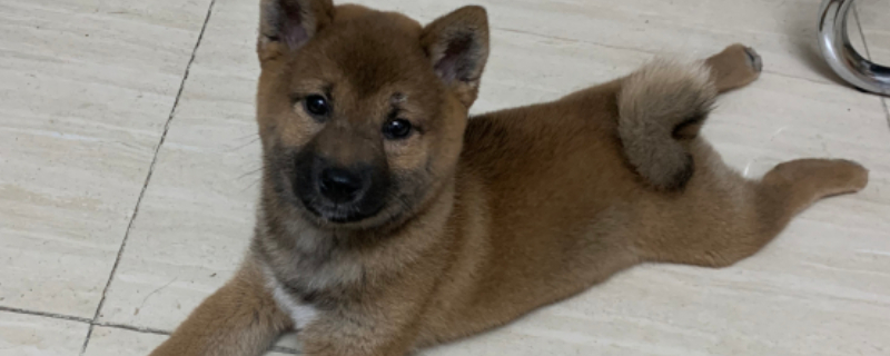 秋田犬柴犬区别