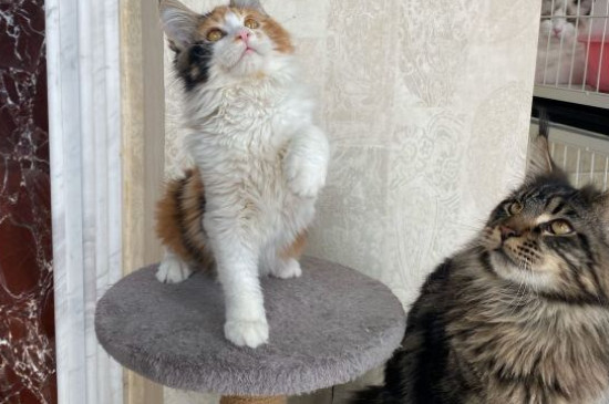小猫什么时候打疫苗