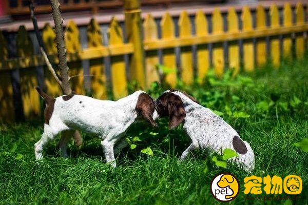 德国波音达犬资料及价格，智商排名第43名的万能猎犬