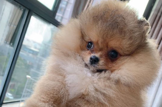 博美犬多少钱一只