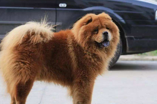松狮犬的优缺点