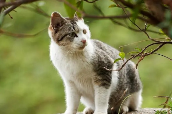 猫是怎么抓老鼠的