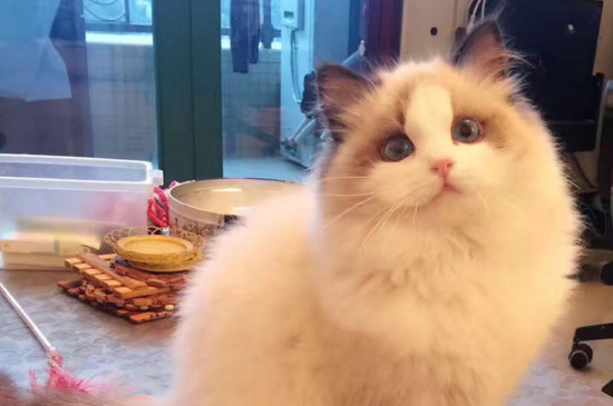 布偶猫怕冷吗
