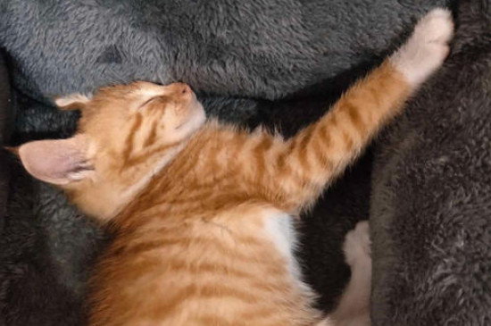 养猫每个月花费多少