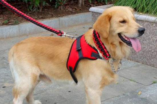 小型犬怀了大型犬怎么办