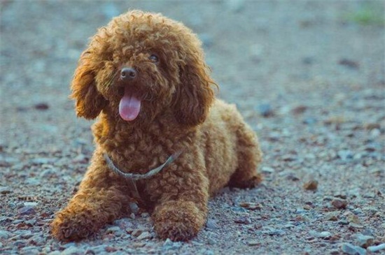 怎么给泰迪剪毛，手把手教你打造最美泰迪犬